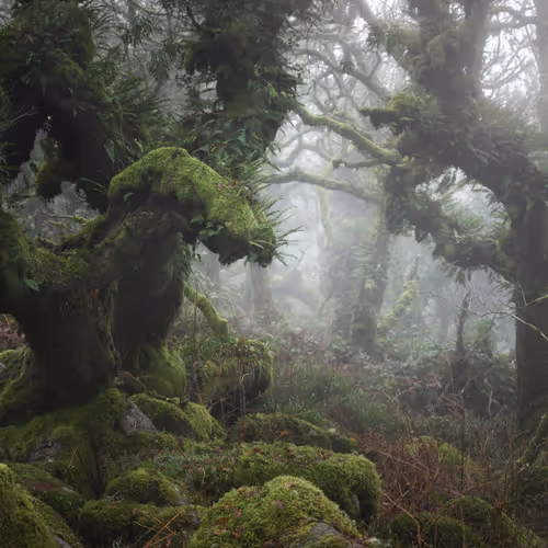 Mysticalwoodland