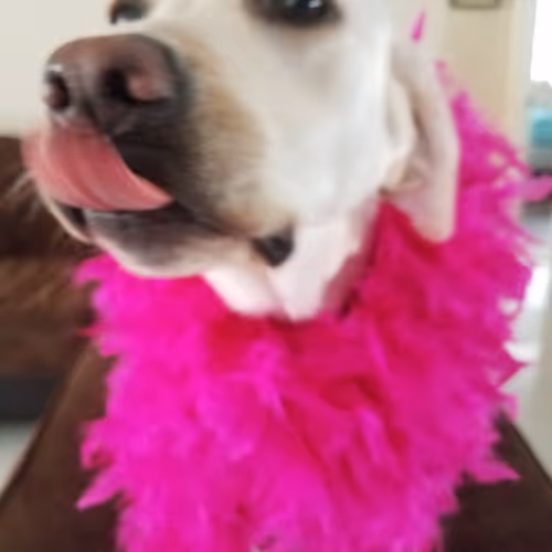 Untitled Collection #452383596