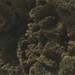 Fractal Forest 004
