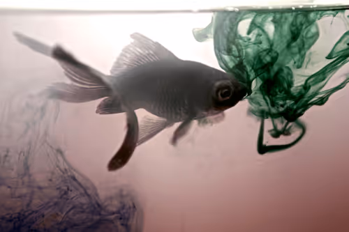 Item #101713277105975589639880448454091243544280285560533982294413790917783732617226 Media