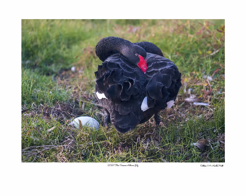 Item #24600310660482288606297797528155087939323639147399647196853483655633934745601 Media