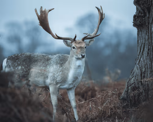 50 Deer by Lee Clark