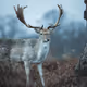 50 Deer by Lee Clark
