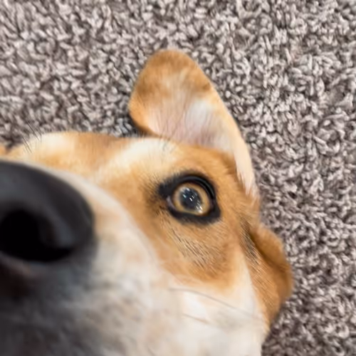 A picture of my dog being dumb