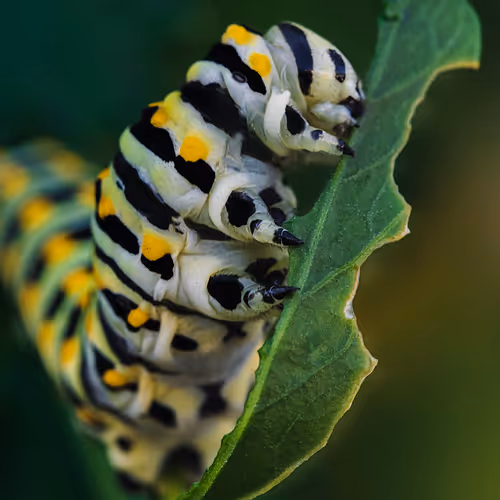 105090597216655980557633683149084672751347825439893935605656298006726213369857