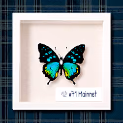 #71 Mainnet