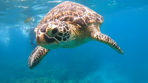 Item #93917210928009552265570427413341546020590352631026157694666951335144178319362 Media