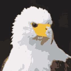 African Fish Eagle