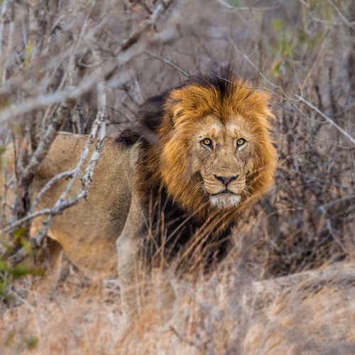 The king II