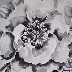 peony