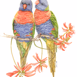 Rainbow Lorikeets