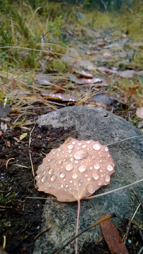 Item #52895557054077878382104802534352742176621658292506660955636510179769031065601 Media