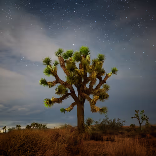 Joshuatreebypip