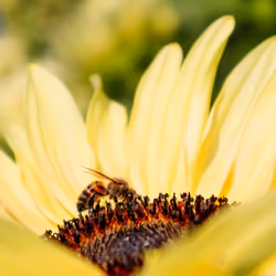 #9 Bee & the sunflower 