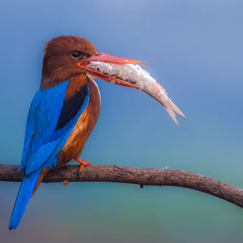 AparnaMondal Collection