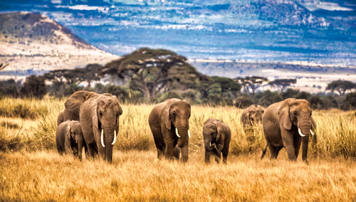 Item #25368776040682519390983776677225528740167958372111640572942765188712866250753 Media