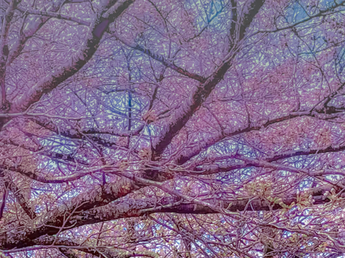 Item #26309083901545567454709889211670292098627789932924015051489478911896424808453 Media