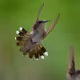 Hummingbird #057