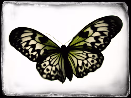 Item #18968828503583784563303321645005452273284190181948555869936965029762948923393 Media