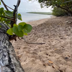 Shady Beach
