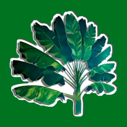 38GREEN DROP PALM
