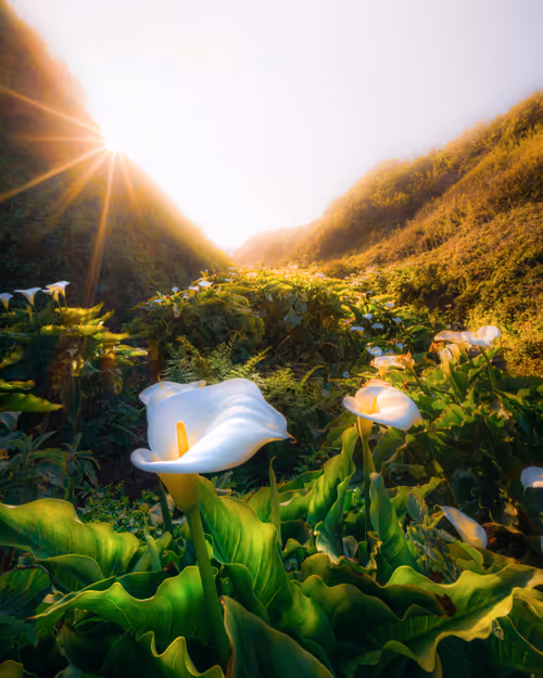 Item #37701692604240833627253285702133416503729912099982209521242011479522265792513 Media