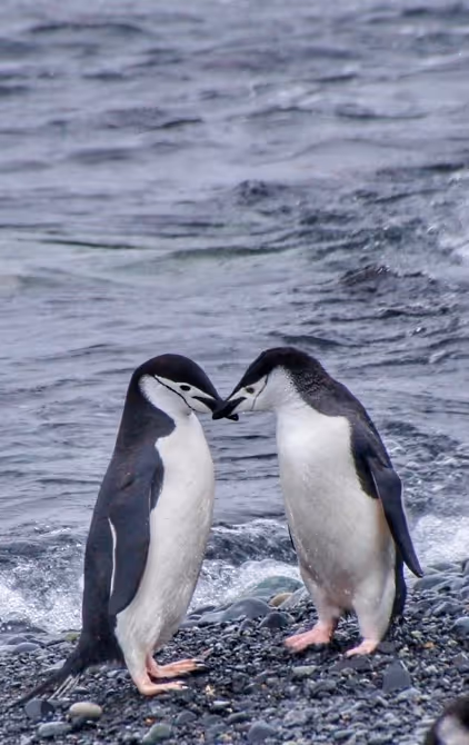 Item #30476745625997717818386350755648365756211951425805697730364000491026574737409 Media