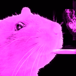 Punk Purple Rat