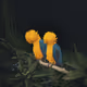 The Birds of Paradise