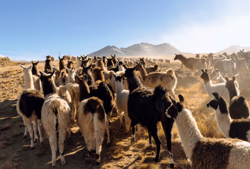 Dear and Far by Sam Horine