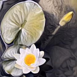 Hocus Pocus Lotus