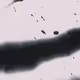 35060240616663831987545971003584164620807721310792165811660495736954320584705