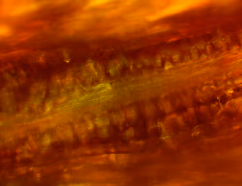 Item #71646257518770613568983710813551014237803002136866425209291833935034610352129 Media