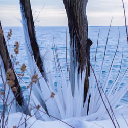 A Bouquet of Ice