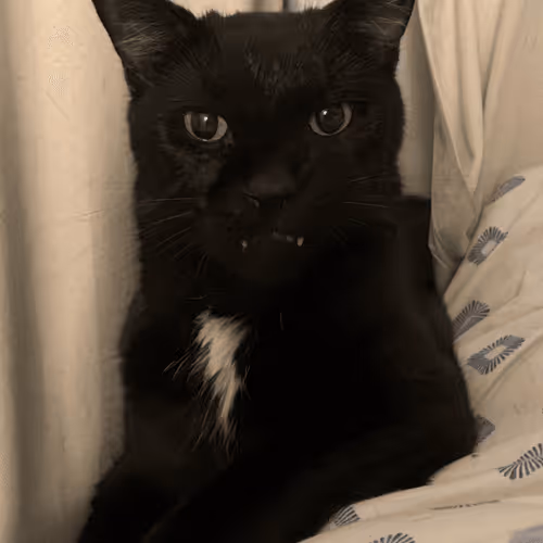 Angry Cat - 0nMERQdv3l