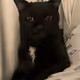 Angry Cat - 0nMERQdv3l