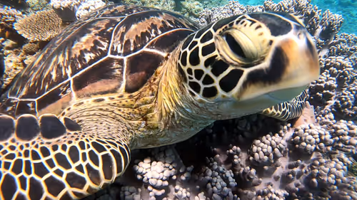 Item #93917210928009552265570427413341546020590352631026157694666951317551992274946 Media