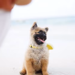 Beach Boy #1
