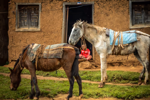 Item #50027882237522295676960542276708360859068113986169674979910834196676282941441 Media