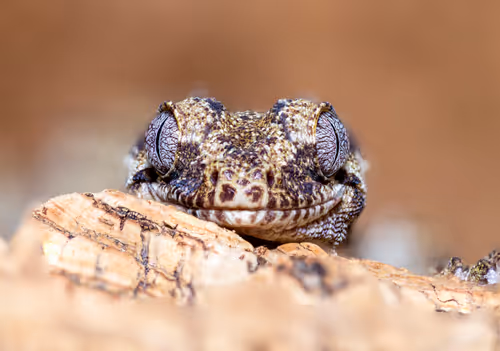 Item #11893448461842202167923125391346137616384292588036434545660885356135657242625 Media