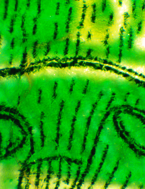 Item #71646257518770613568983710813551014237803002136866425209291834009801401040897 Media