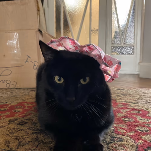 distinguished