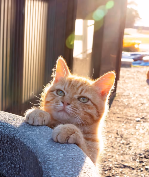 Item #506614017608188570824604822011872825915664813029036437365082882522828767233 Media