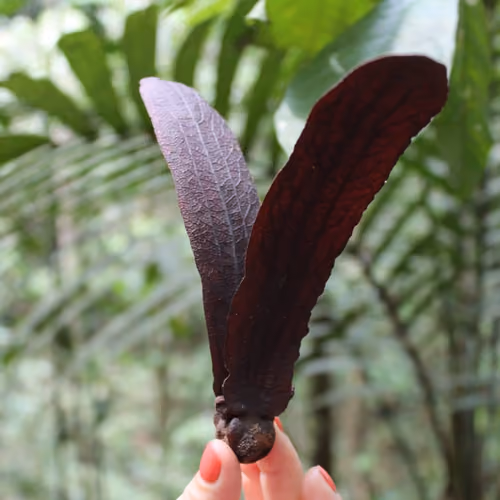 Malaysia 1