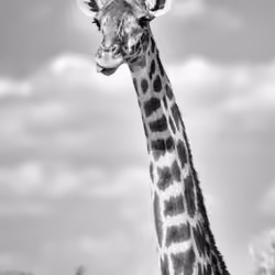 Giraffe Tongue