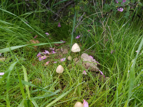 Item #96609711379462570372179704123957573953975203103443672508520211961259042537473 Media