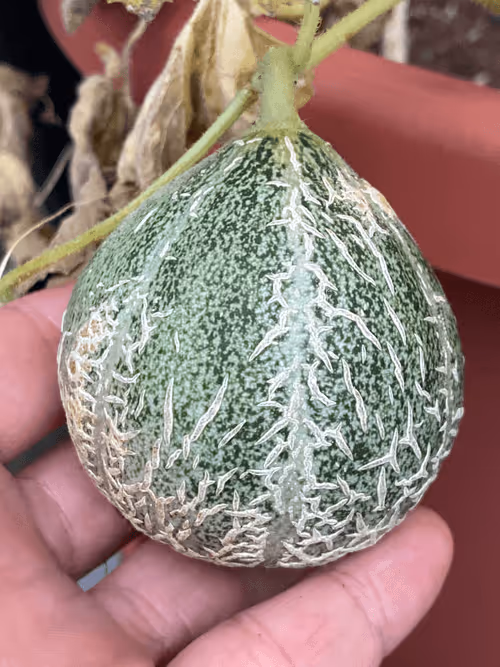 Item #1558415611179908157825303263242469701105958003249245582265085138810773176321 Media