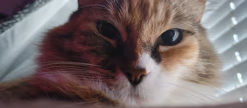 Item #73790525197101715836561779946798721577983369520434611923386285815983327150081 Media