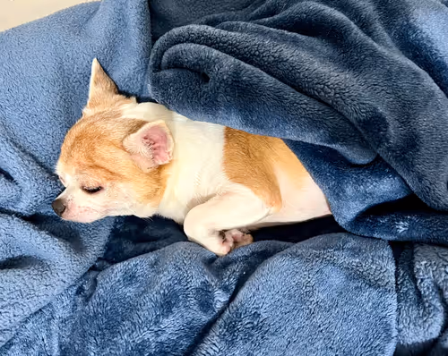 Item #15302775719274355672256911249162138837258661550744590229590932572301737066506 Media