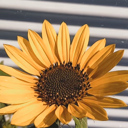 Untitled Collection #32888348